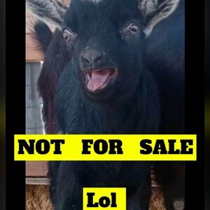 (4/$15)Old navy white Henley sweater women's xxl